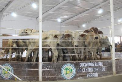 Leilões da Sociedade Rural de Laranjeiras do Sul comercializam mais de 900 animais 